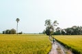Rural dirt road tropical green rice field and bicycle tour in Ko Royalty Free Stock Photo