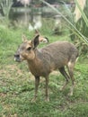 Patagonian mara in the wild