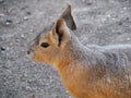 Mara Closeup from Side Dolichotis patagonum