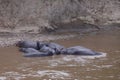 Group of lying hippos in the Mara River Royalty Free Stock Photo