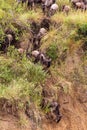 Mara River region. The beginning of a great migration of wildebeest. Kenya. Africa Royalty Free Stock Photo