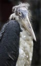 Marabou Bird