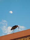 Marabou with a branch walking on the roof