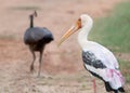 A painted stork looks at a female peacock.