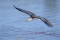Marabou flying Royalty Free Stock Photo