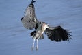 Marabou flying Royalty Free Stock Photo