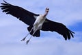 Marabou stork Royalty Free Stock Photo