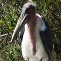 Marabou Stork