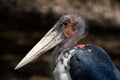 Marabou Stork