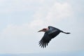 Marabou stork Royalty Free Stock Photo