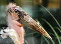 Marabou Stork Royalty Free Stock Photo