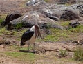 Marabou Stork