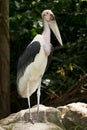 Marabou Stork Royalty Free Stock Photo