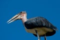 Marabou Stork Royalty Free Stock Photo