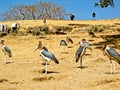 Marabou Stork