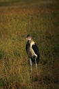 Marabou Stork