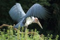 Marabou stork