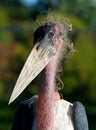 Marabou Stork