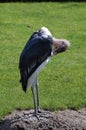 Marabou Stork Royalty Free Stock Photo
