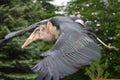 Marabou stork Royalty Free Stock Photo