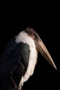 Marabou Stork