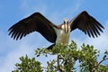 Marabou Stork Royalty Free Stock Photo