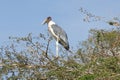 Marabou Stork, Awassa, Ethiopia, Africa