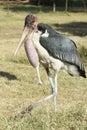 Marabou Stork, Awassa, Ethiopia, Africa