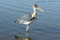 Marabou Stork, Awassa, Ethiopia, Africa