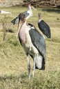 Marabou Stork, Awassa, Ethiopia, Africa