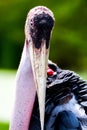 Marabou stork bird beautyful feather animal asia portrait Royalty Free Stock Photo