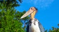 Marabou stork bird with long beak and bald head. African bird in zoo. Long legs and beak bird. Carnivorous bird species Royalty Free Stock Photo