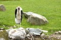 Marabou stork - bird with long beak Royalty Free Stock Photo