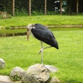 Marabou stork - bird with long beak Royalty Free Stock Photo