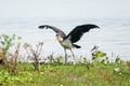 Marabou Stork, bird species of Ciconiidae, perched at Lake Naivasha Kenya Africa