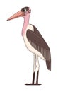 Marabou stork bird on a white background