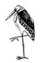 Marabou stork, black hand drawn sketch of exotic bird. wildlife illustration