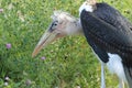 Marabou stork