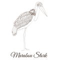 Marabou stork cartoon bird coloring