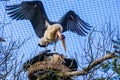 Marabou stork couple protecting their nest, aggressive bird behavior during breeding season in spring, tropical birds from Africa