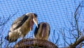 Marabou stork couple standing in their nest together, tropical birds during breeding season, tropical animal specie from Africa