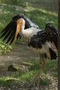 Marabou Stork Royalty Free Stock Photo