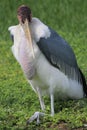 Marabou stork facing camera