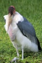 Marabou stork facing camera