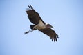 Marabou stork fly and glide in blue sky Royalty Free Stock Photo
