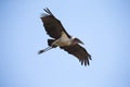 Marabou stork fly and glide in blue sky