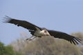 Marabou Stork flying Royalty Free Stock Photo