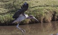 Marabou stork flying nicely along the river Royalty Free Stock Photo