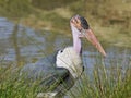 Marabou stork among grass