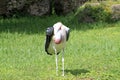 Marabou stork grooming itself